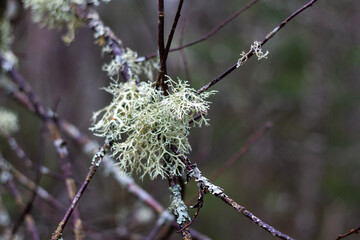 Small branches covered with lichen