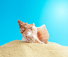 Summer concept. A shell close-up lies on the sand.