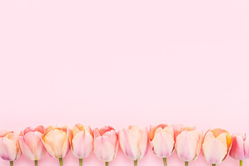 Pink tulips border on a light pink background. Mothers Day, Valentines Day, birthday concept