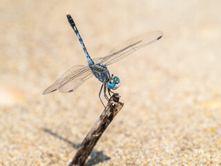 Blue dragonfly in the sand of a Goan beach