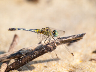 Dragonfly closeup in the beach