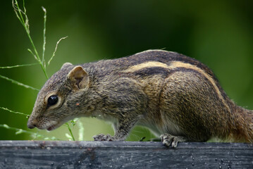 A small Indian palm squirrel or three-striped palm squirrel on a wooden wall