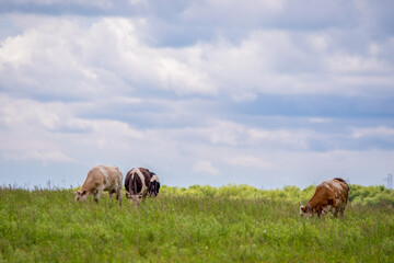 Cows graze in a green field. Farm animals. Domestic horned animals graze in herds in the heat.