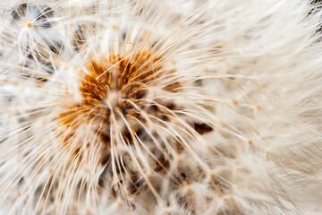 Fuzzy background of fluffy seed dandelion on wind. Selective soft focus