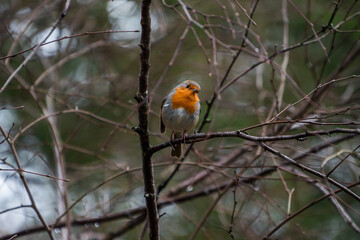 A small bird let me to take a photo of him in Glencoe, Scotland