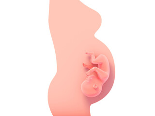 3d illustration of pregnant woman silhouette. Showing the unborn child, in relief highlighting. Prenatal in gestation.