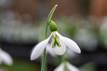Obraz premium Macro shot of a galanthus Robin Hood snowdrop in bloom