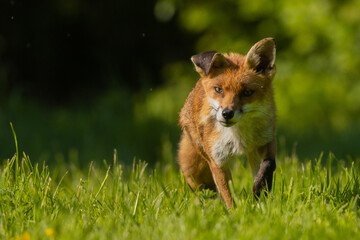 Fox walking in the sun with floppy ear