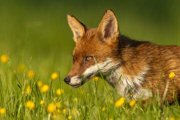 Fox in the sun amongst yellow flowers in the English countryside
