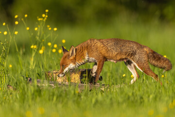 Fox in the sun amongst yellow flowers in the English countryside