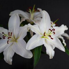 three white lilies on a black background