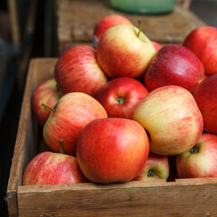 Fototapeta na wymiar Red apples just picked from an orchard in a wooden box on the market