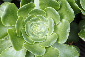 Flowering Echeveria, Sedum Succulent House Plants Arrangement pot Background