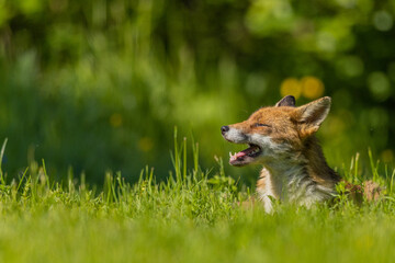 Fox in the sun