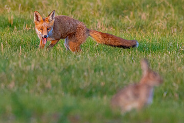 Fox in the grass hunting a rabbit