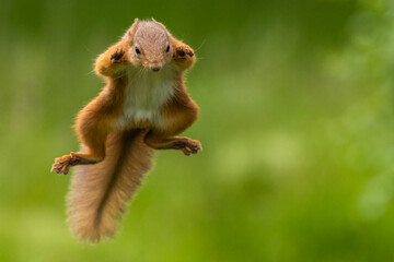 Red squirrel jumping, leaping, Scotland - obrazy, fototapety, plakaty