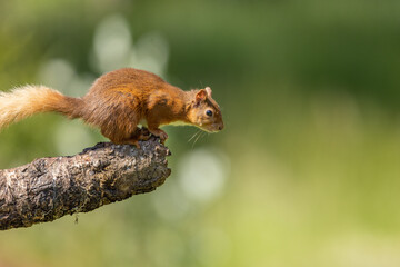 Red squirrel on a log about to leap, Scotland