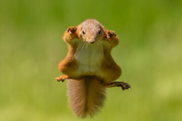 Red squirrel jumping, leaping, Scotland © Paul Abrahams