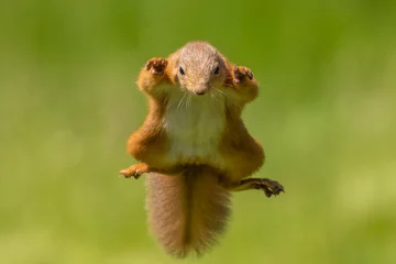 Selbstklebende Fototapeten Red squirrel jumping, leaping, Scotland © Paul Abrahams
