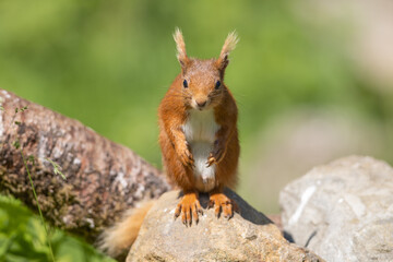 Naklejka na ściany i meble Red squirrel sitting on a log watching, Scotland
