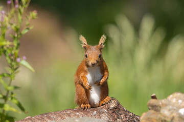 Red squirrel sitting on a log watching, Scotland