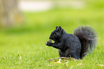 Melanistic black squirrel eating on the grass