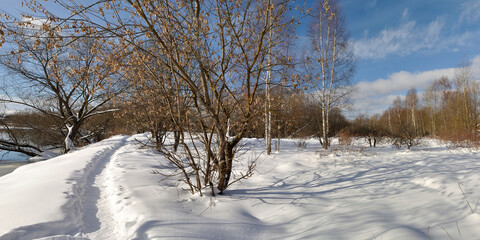 Spring walk through the forest, beautiful panorama.