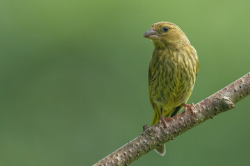 Female siskin sitting on a branch, Scotland