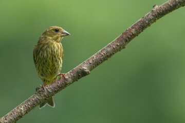 Female siskin sitting on a branch, Scotland