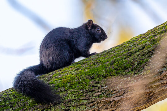 Melanistic black squirrel sitting on a tree log