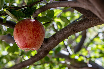 Single fresh natural organic ripe Red Heirloom Delicious organic apples on branches in an apple tree, healthy vegetarian snack, diet friendly, sweet fruit with nutrition and vitamins