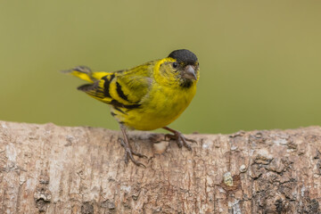 Male siskin sitting on a branch, Scotland