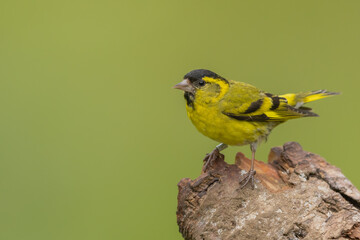 Male siskin sitting on a branch, Scotland