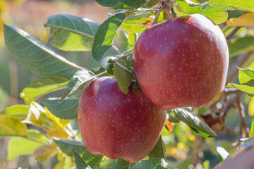 Two fresh natural organic ripe Red Heirloom Delicious organic apples on branches in an apple tree, healthy vegetarian snack, diet friendly, sweet fruit with nutrition and vitamins