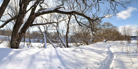 Spring walk through the forest, beautiful panorama.