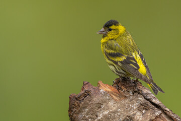 Male siskin sitting on a branch, Scotland