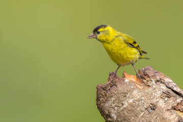 Male siskin sitting on a branch, Scotland