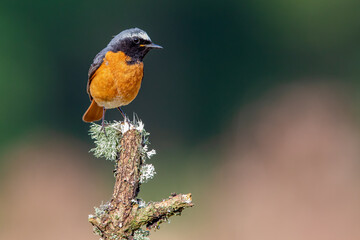 Common Redstart bird on a branch, English countryside and woodland