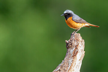 Common Redstart bird on a branch, English countryside and woodland