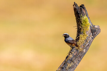 Common Redstart bird on a branch, English countryside and woodland