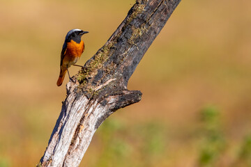 Common Redstart bird on a branch, English countryside and woodland