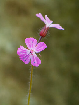 Fleur rose