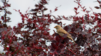Oiseau