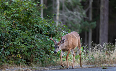 Obraz na płótnie Canvas Roe deer in the park walking along the road. Animal in natural habitat. Wildlife scene. Red deer in summer forest