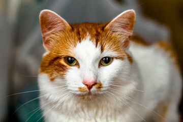 cat close-up nose wool