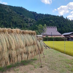 sundry rice in Japan