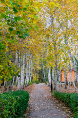 Obraz premium Autumn forest road between birches. Autumn landscape of a birch grove.