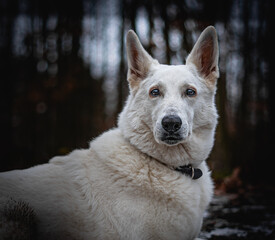Obraz premium White queen Freya posing. Beautiful and calm fluffy Swiss shepherd dog portrait. Dog is truly man's best friend.
