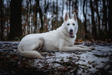 White queen Freya posing. Beautiful and calm fluffy Swiss shepherd dog portrait. Dog is truly man's best friend.