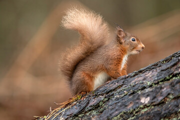 Naklejka na ściany i meble Side view of a red squirrel on a tree trunk, resting on a branch close up with a blurred background in a forest in winter in Scotland uk